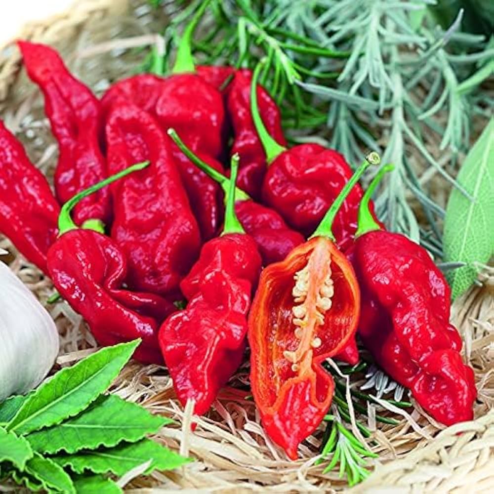 King Chili (Bhut Jolokia)